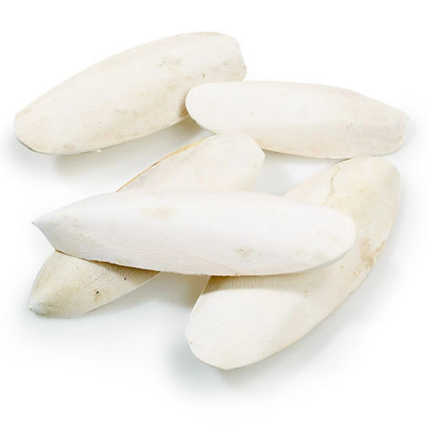 Cuttlefish Bones