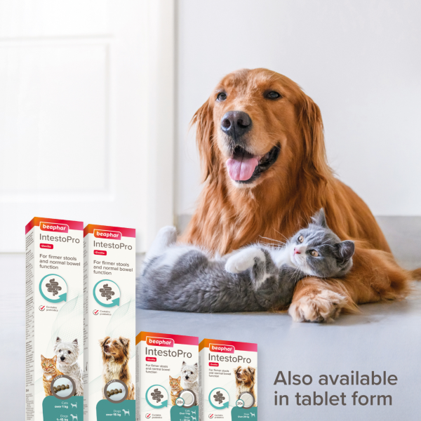 Beaphar IntestoPro Paste - Medium/Large Dogs (over 15kg)