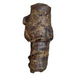 Wrapped Buffalo Trachea